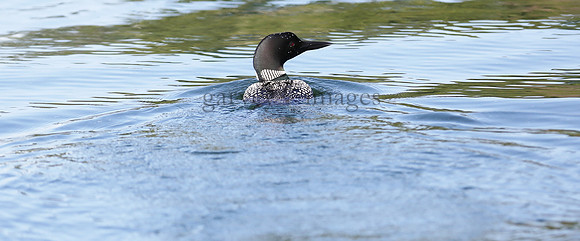 Wildlife & Nature  (141)