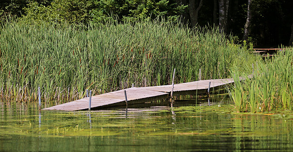 Wildlife & Nature  (139)