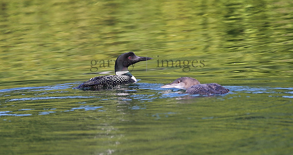 Wildlife & Nature  (142)