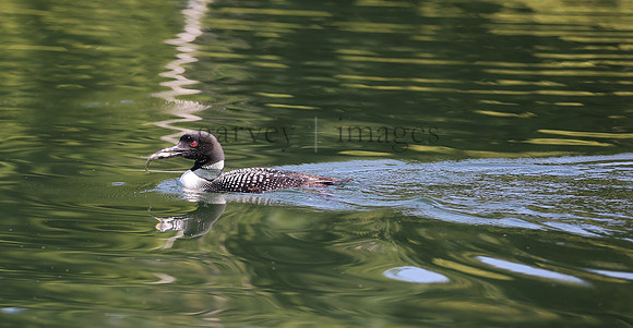 Wildlife & Nature  (143)