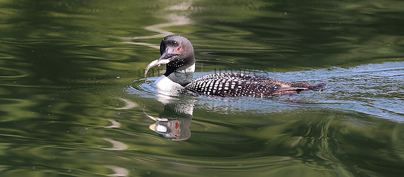 Wildlife & Nature  (145)