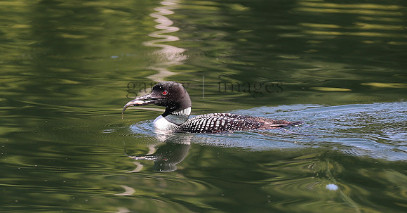 Wildlife & Nature  (144)