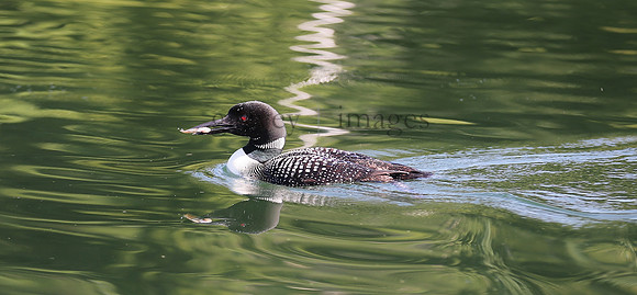 Wildlife & Nature  (146)