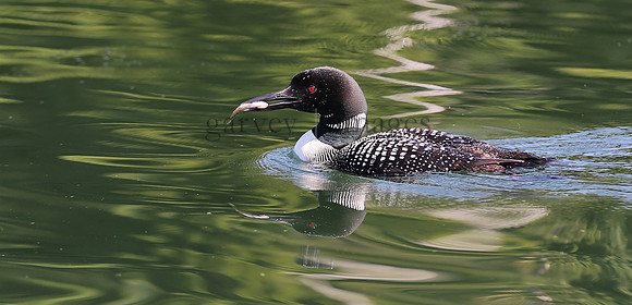 Wildlife & Nature  (147)