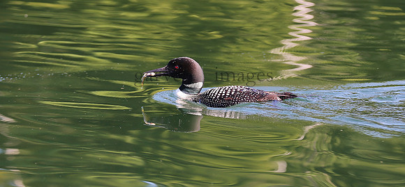 Wildlife & Nature  (148)