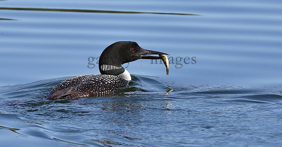 Wildlife & Nature  (149)