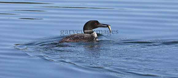 Wildlife & Nature  (150)