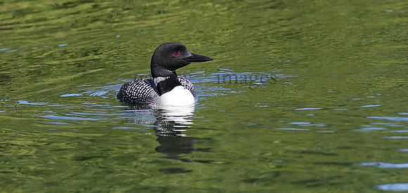 Wildlife & Nature  (152)