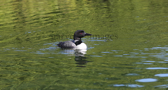 Wildlife & Nature  (153)