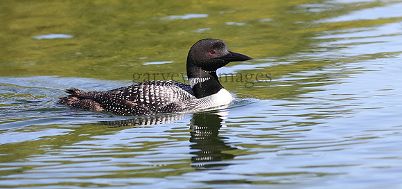 Wildlife & Nature  (155)