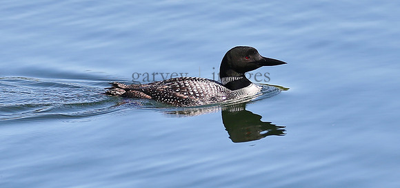 Wildlife & Nature  (156)