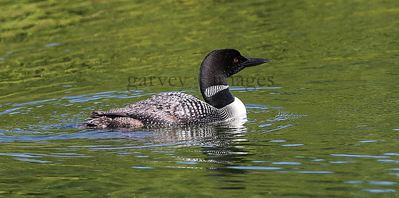 Wildlife & Nature  (154)