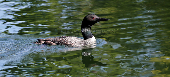 Wildlife & Nature  (157)