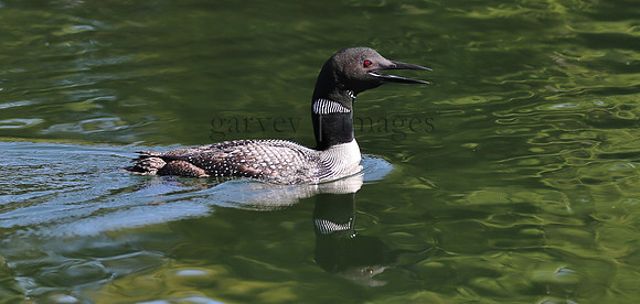 Wildlife & Nature  (158)