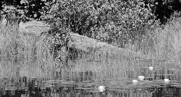 Wildlife & Nature  (160)