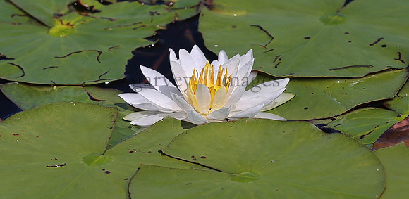 Wildlife & Nature  (163)