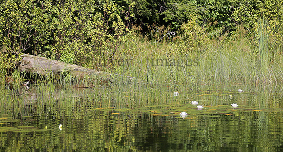 Wildlife & Nature  (159)