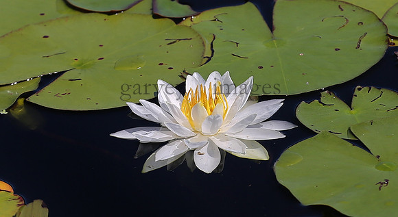 Wildlife & Nature  (164)