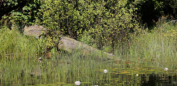 Wildlife & Nature  (162)