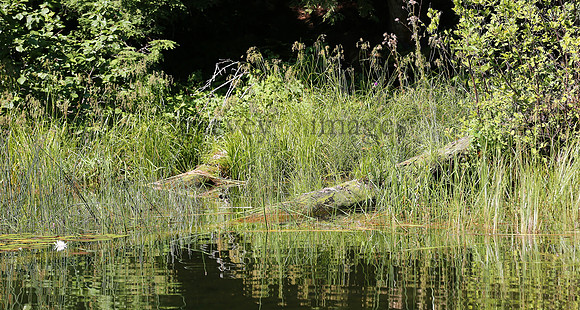Wildlife & Nature  (161)