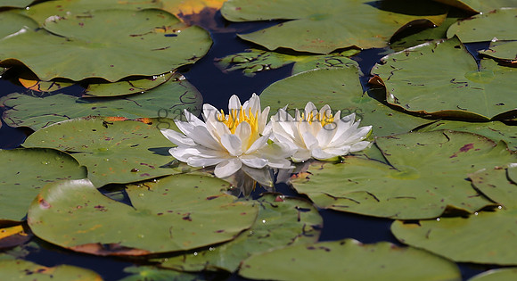Wildlife & Nature  (165)
