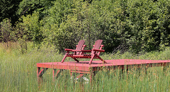 Wildlife & Nature  (169)
