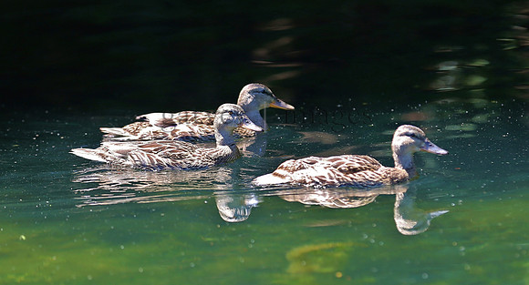 Wildlife & Nature  (178)