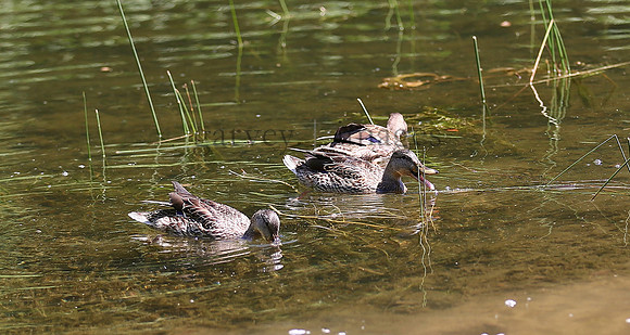 Wildlife & Nature  (185)