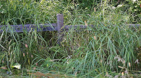 Wildlife & Nature  (184)