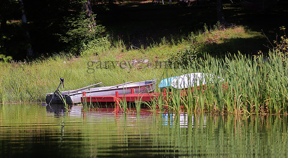 Wildlife & Nature  (183)