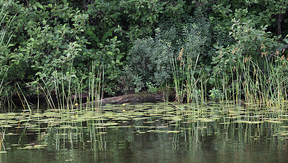 Wildlife & Nature  (191)