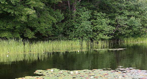 Wildlife & Nature  (192)