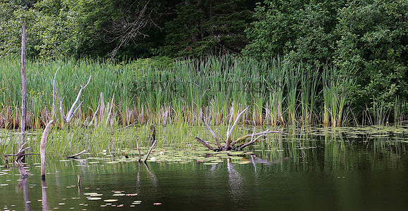 Wildlife & Nature  (193)