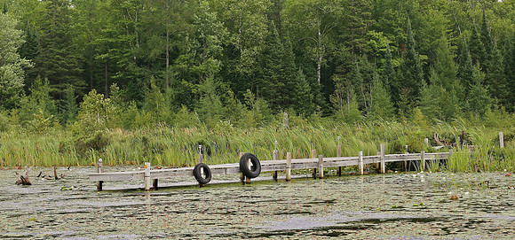 Wildlife & Nature  (196)