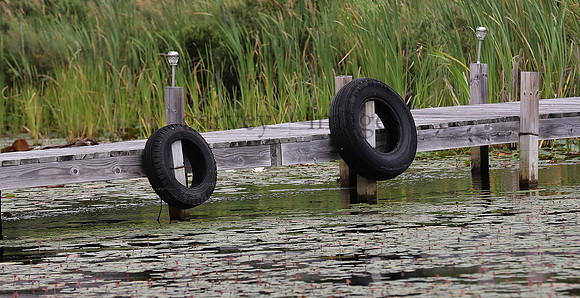Wildlife & Nature  (197)