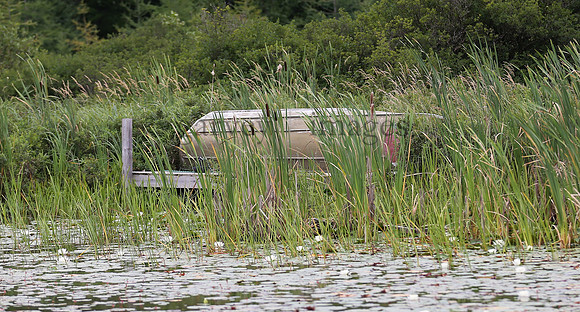 Wildlife & Nature  (199)