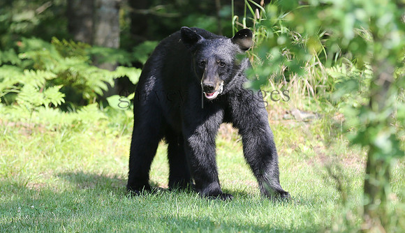 Wildlife & Nature  (208)