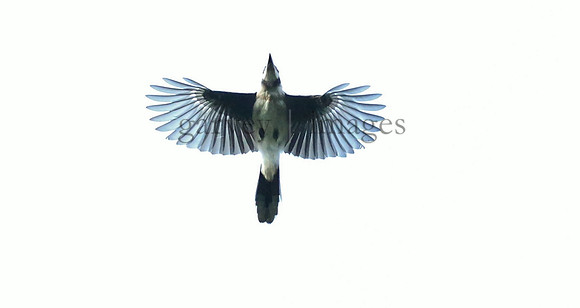 Wildlife & Nature  (210)