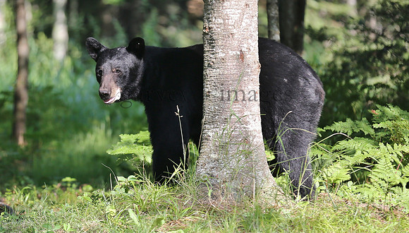 Wildlife & Nature  (209)