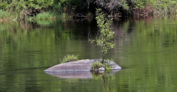 Wildlife & Nature  (219)