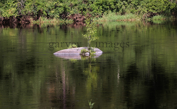 Wildlife & Nature  (218)