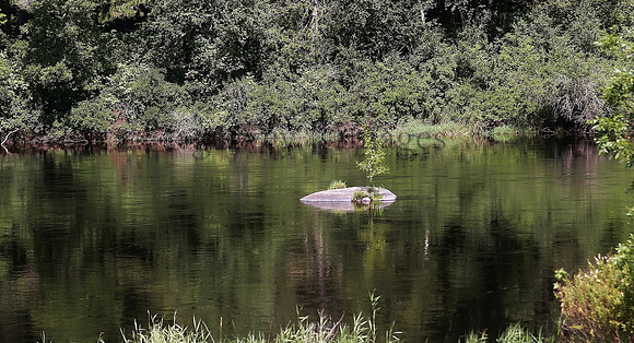 Wildlife & Nature  (217)