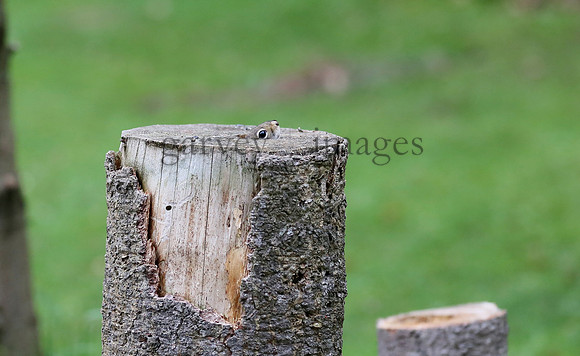 Wildlife & Nature  (232)