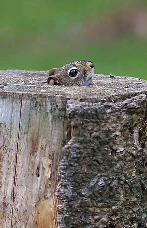 Wildlife & Nature  (233)