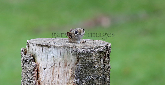 Wildlife & Nature  (234)