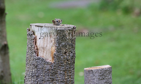 Wildlife & Nature  (236)