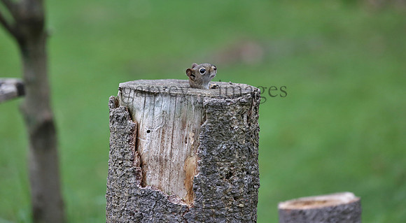Wildlife & Nature  (235)