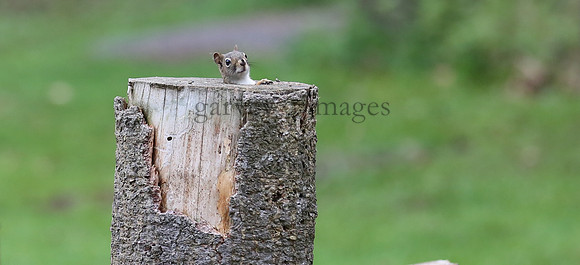 Wildlife & Nature  (238)