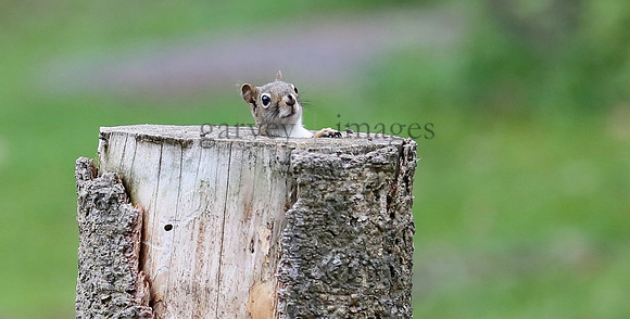 Wildlife & Nature  (239)
