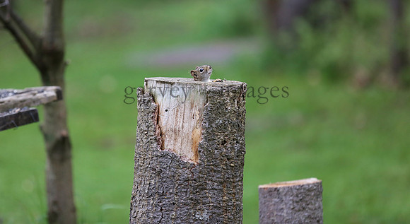 Wildlife & Nature  (237)